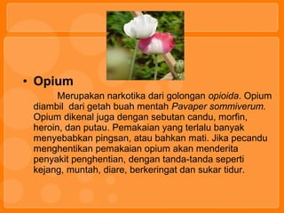 • Opium 
Merupakan narkotika dari golongan opioida. Opium
diambil dari getah buah mentah Pavaper sommiverum.
Opium dikenal juga dengan sebutan candu, morfin,
heroin, dan putau. Pemakaian yang terlalu banyak
menyebabkan pingsan, atau bahkan mati. Jika pecandu
menghentikan pemakaian opium akan menderita
penyakit penghentian, dengan tanda-tanda seperti
kejang, muntah, diare, berkeringat dan sukar tidur.
 