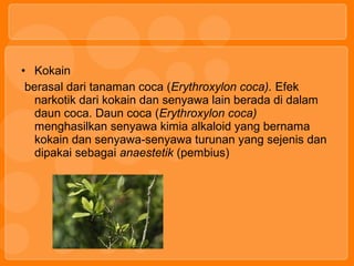 • Kokain
berasal dari tanaman coca (Erythroxylon coca). Efek
narkotik dari kokain dan senyawa lain berada di dalam
daun coca. Daun coca (Erythroxylon coca)
menghasilkan senyawa kimia alkaloid yang bernama
kokain dan senyawa-senyawa turunan yang sejenis dan
dipakai sebagai anaestetik (pembius)
 