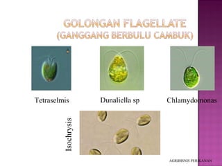Identifikasi phytoplankton copy