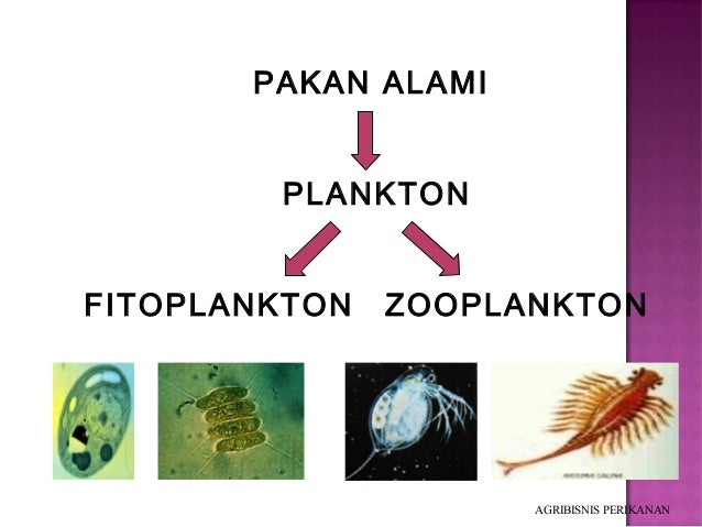 Zooplankton Adalah