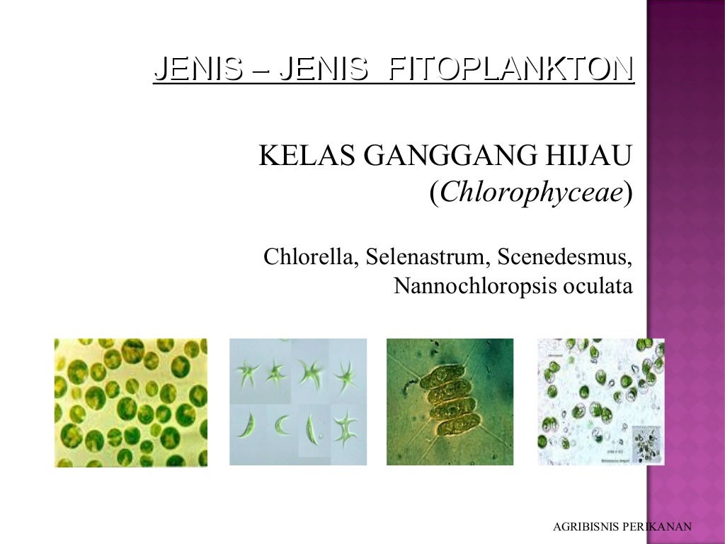 Identifikasi phytoplankton copy