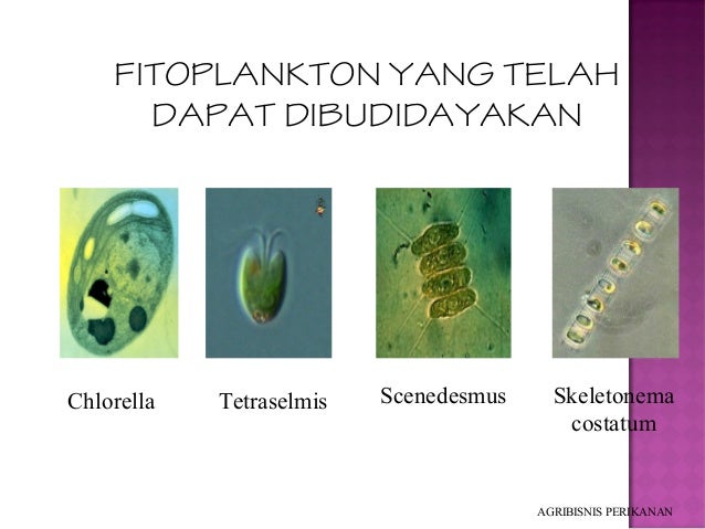 Identifikasi phytoplankton copy