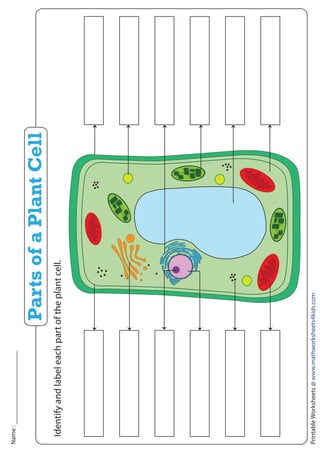 Printable
Worksheets
@
www.mathworksheets4kids.com
Name
:
Identify
and
label
each
part
of
the
plant
cell.
Parts
of
a
Plant
Cell
 