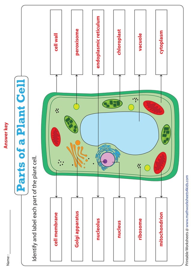 identify-plant-cell-1-pdf