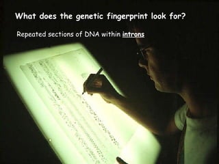 What does the genetic fingerprint look for? Repeated sections of DNA within  introns 