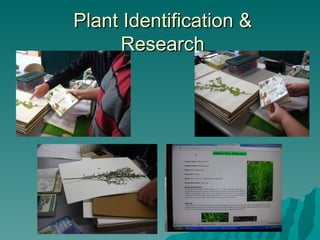 Plant Identification &
      Research
 