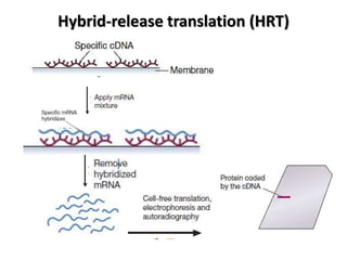 Hybrid-release translation (HRT)
 