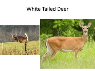 White Tailed Deer
 