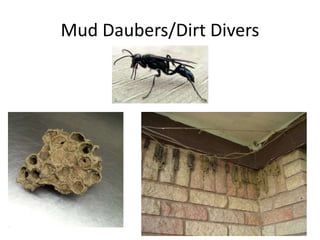 Mud Daubers/Dirt Divers
 