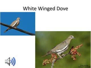 White Winged Dove
 