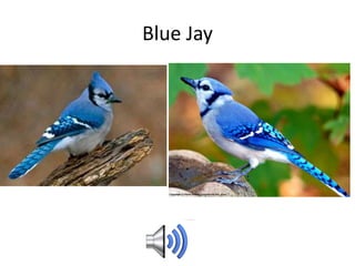 Blue Jay
 
