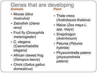 Genes Dev Identifying developmental genes dev't biology | PPTX