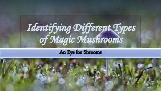 Identifying Different Types
of Magic Mushrooms
An Eye for Shrooms
 
