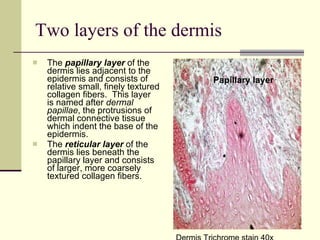 Two layers of the dermis The  papillary layer  of the dermis lies adjacent to the epidermis and consists of relative small, finely textured collagen fibers.  This layer is named after  dermal papillae , the protrusions of dermal connective tissue which indent the base of the epidermis.  The  reticular layer  of the dermis lies beneath the papillary layer and consists of larger, more coarsely textured collagen fibers.  Papillary layer Dermis Trichrome stain 40x 