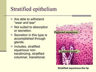 Stratified epithelium Are able to withstand “wear and tear” Not suited to absorption or secretion. Secretion in this type is accomplished through glands. Includes, stratified squamous non-keratinizing, stratified columnar, transitional.  Stratified squamous-the lip Flattened squamous Cuboidal basal 