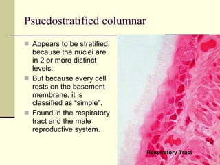 Psuedostratified columnar Appears to be stratified, because the nuclei are in 2 or more distinct levels. But because every cell rests on the basement membrane, it is classified as “simple”. Found in the respiratory tract and the male reproductive system. Respiratory Tract 