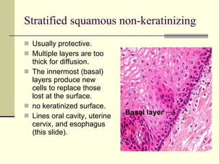Stratified squamous non-keratinizing Usually protective. Multiple layers are too thick for diffusion. The innermost (basal) layers produce new cells to replace those lost at the surface.  no keratinized surface. Lines oral cavity, uterine cervix, and esophagus (this slide). Basal layer  -> 