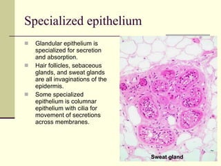 Specialized epithelium Glandular epithelium is specialized for secretion and absorption. Hair follicles, sebaceous glands, and sweat glands are all invaginations of the epidermis.  Some specialized epithelium is columnar epithelium with cilia for movement of secretions across membranes. Sweat gland  
