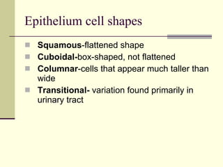 Epithelium cell shapes Squamous -flattened shape Cuboidal- box-shaped, not flattened Columnar -cells that appear much taller than wide  Transitional-  variation found primarily in urinary tract 