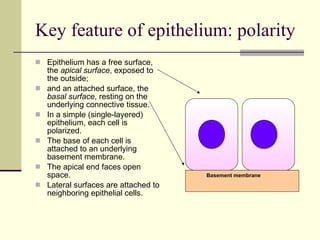 Key feature of epithelium: polarity Epithelium has a free surface, the  apical surface , exposed to the outside;  and an attached surface, the  basal surface , resting on the underlying connective tissue. In a simple (single-layered) epithelium, each cell is polarized.   The base of each cell is attached to an underlying  basement membrane. The apical end faces open space.   Lateral surfaces are attached to neighboring epithelial cells.  Basement membrane 