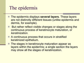 The epidermis The epidermis displays  several layers . These layers are not distinctly different tissues (unlike epidermis and dermis, for example). But rather reflect visible changes or stages along the continuous process of keratinocyte maturation, or  keratinization.   A continuous process that occurs in stratified keratinized epithelium. The stages in keratinocyte maturation appear as layers within the epidermis; a single section the layers may show all the stages of keratinization. 