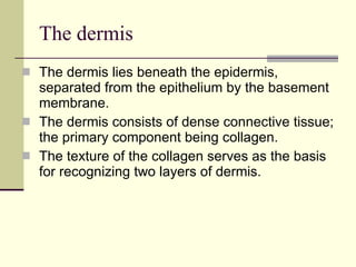 The dermis The dermis lies beneath the epidermis, separated from the epithelium by the basement membrane. The dermis consists of dense connective tissue; the primary component being collagen.   The texture of the collagen serves as the basis for recognizing two layers of dermis.  