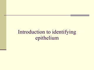 Introduction to identifying epithelium 