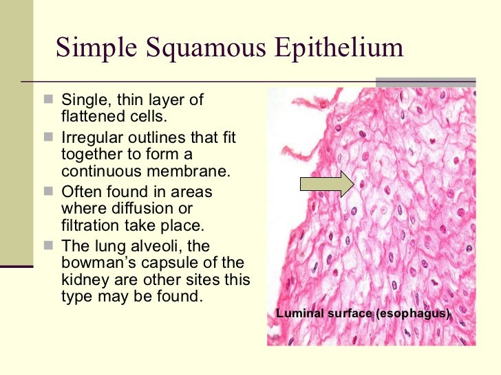 Identifying Epithelium