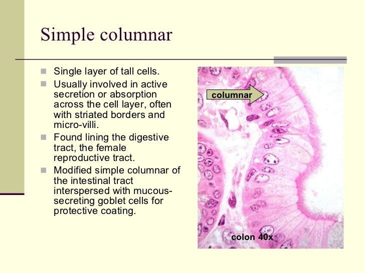Identifying Epithelium