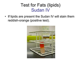 Test for Fats (lipids) Sudan IV If lipids are present the Sudan IV will stain them reddish-orange (positive test).   