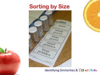 Sorting by Size




     Identifying Similarities & Differences
 