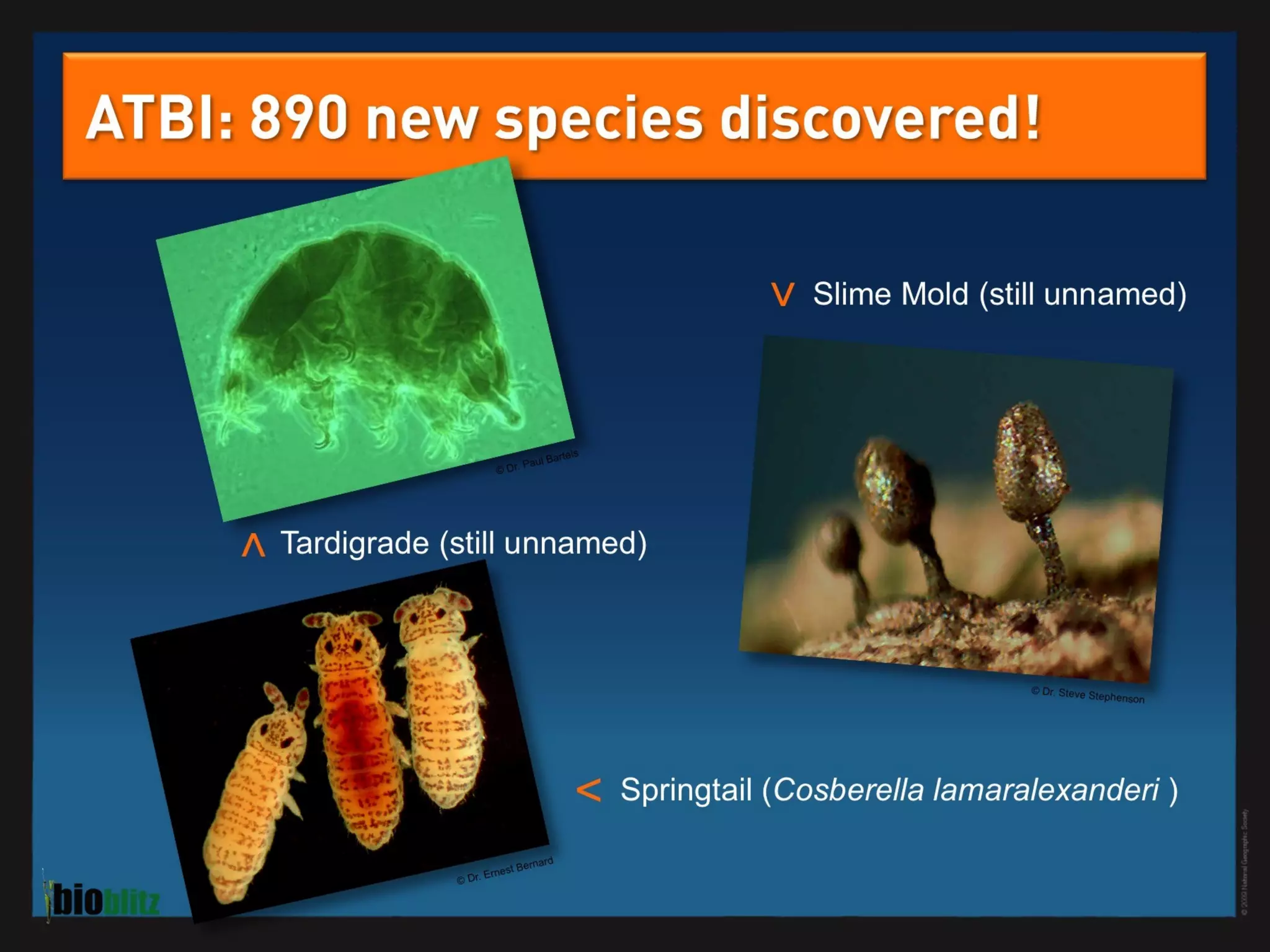 BioBlitz Educator Resource: Identifying Species