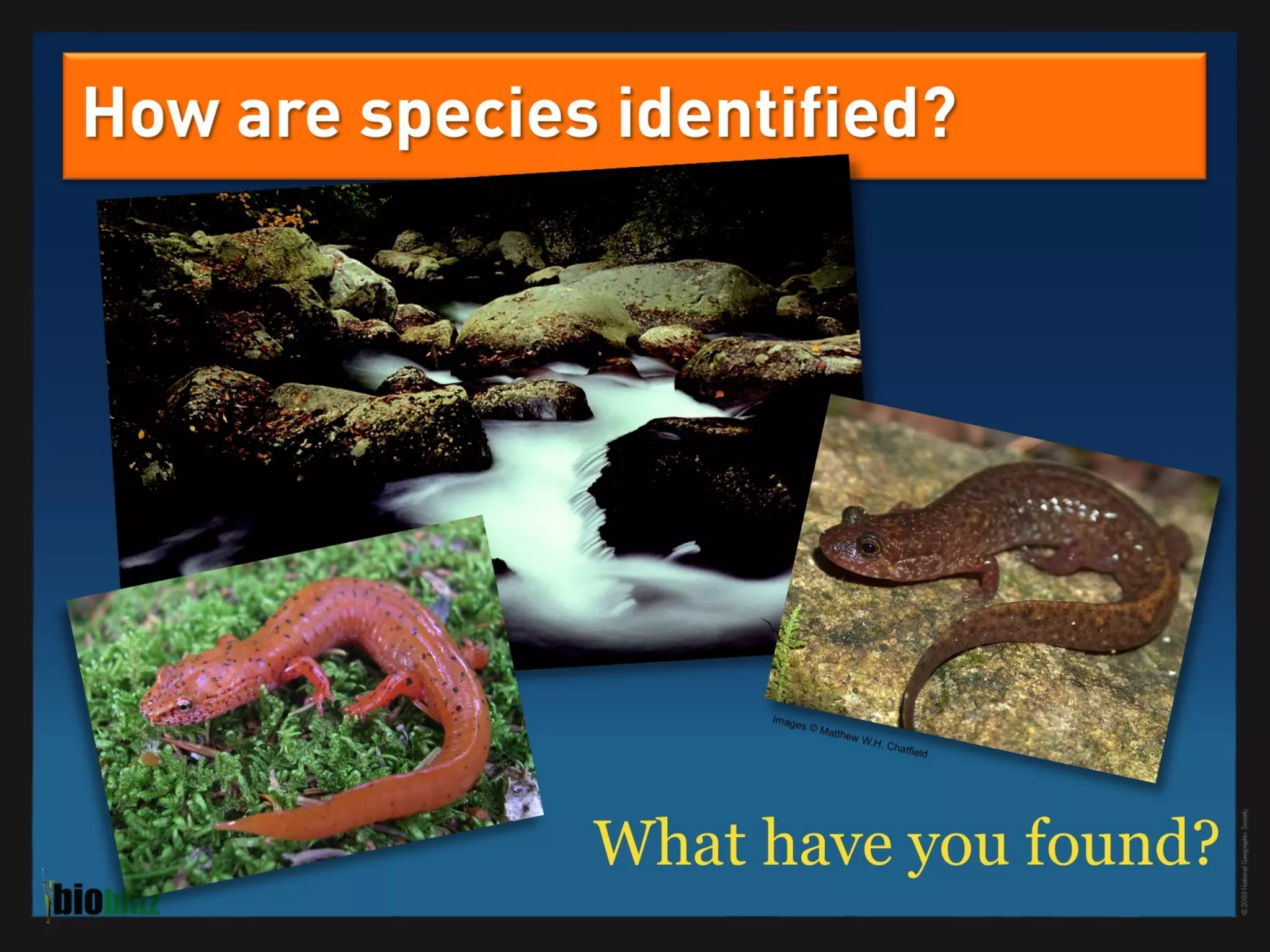 BioBlitz Educator Resource: Identifying Species