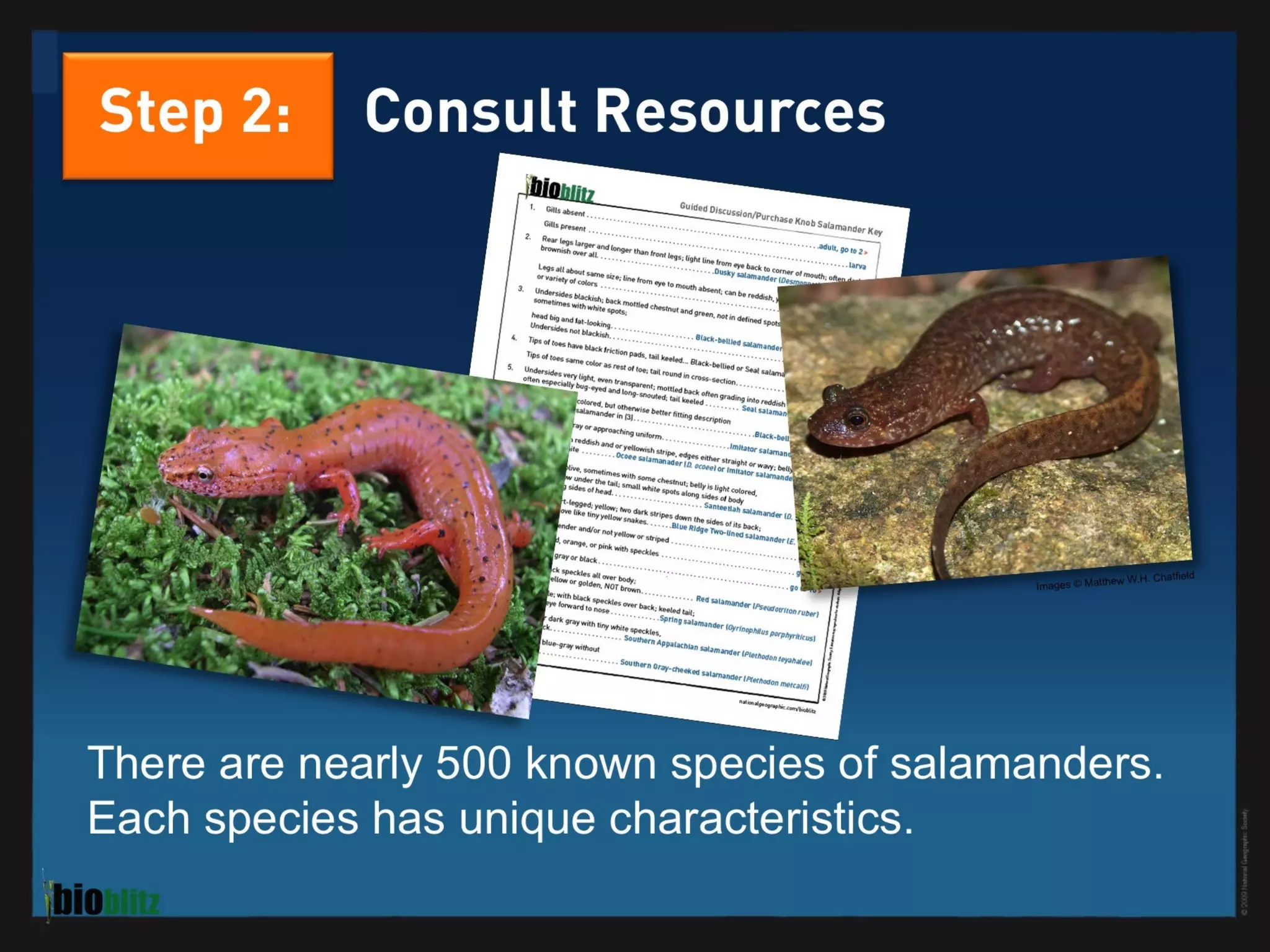 BioBlitz Educator Resource: Identifying Species