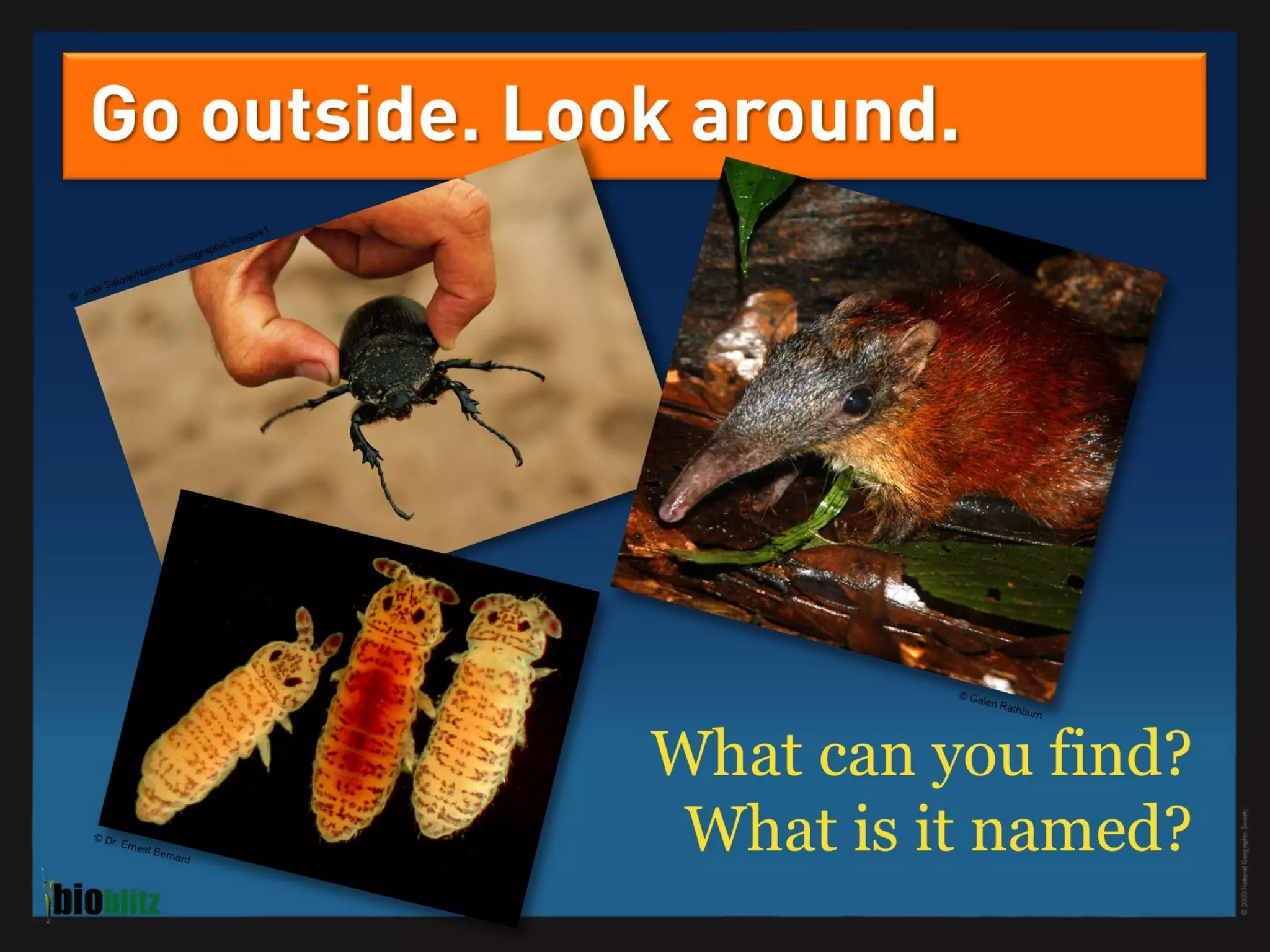 BioBlitz Educator Resource: Identifying Species