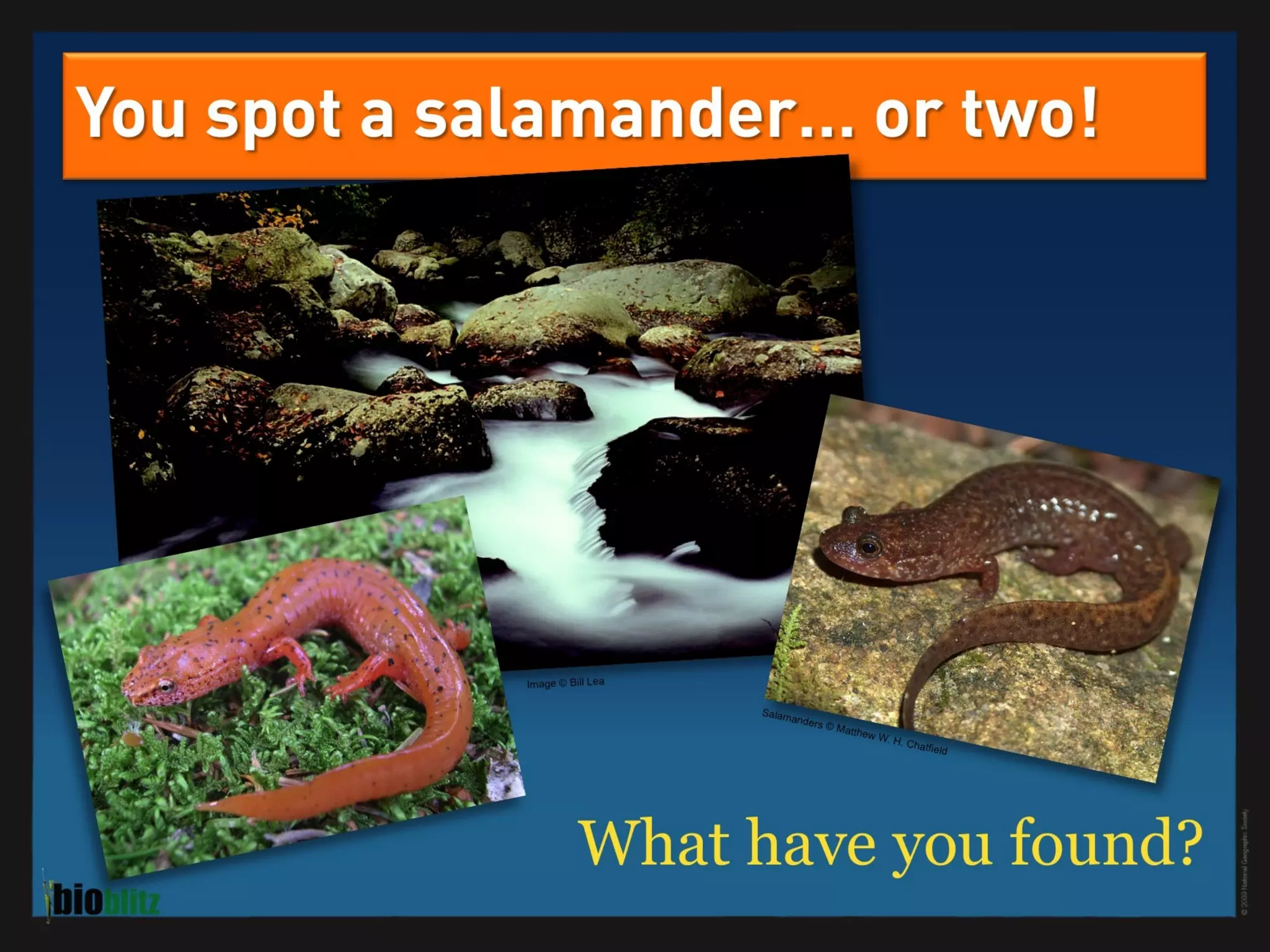 BioBlitz Educator Resource: Identifying Species