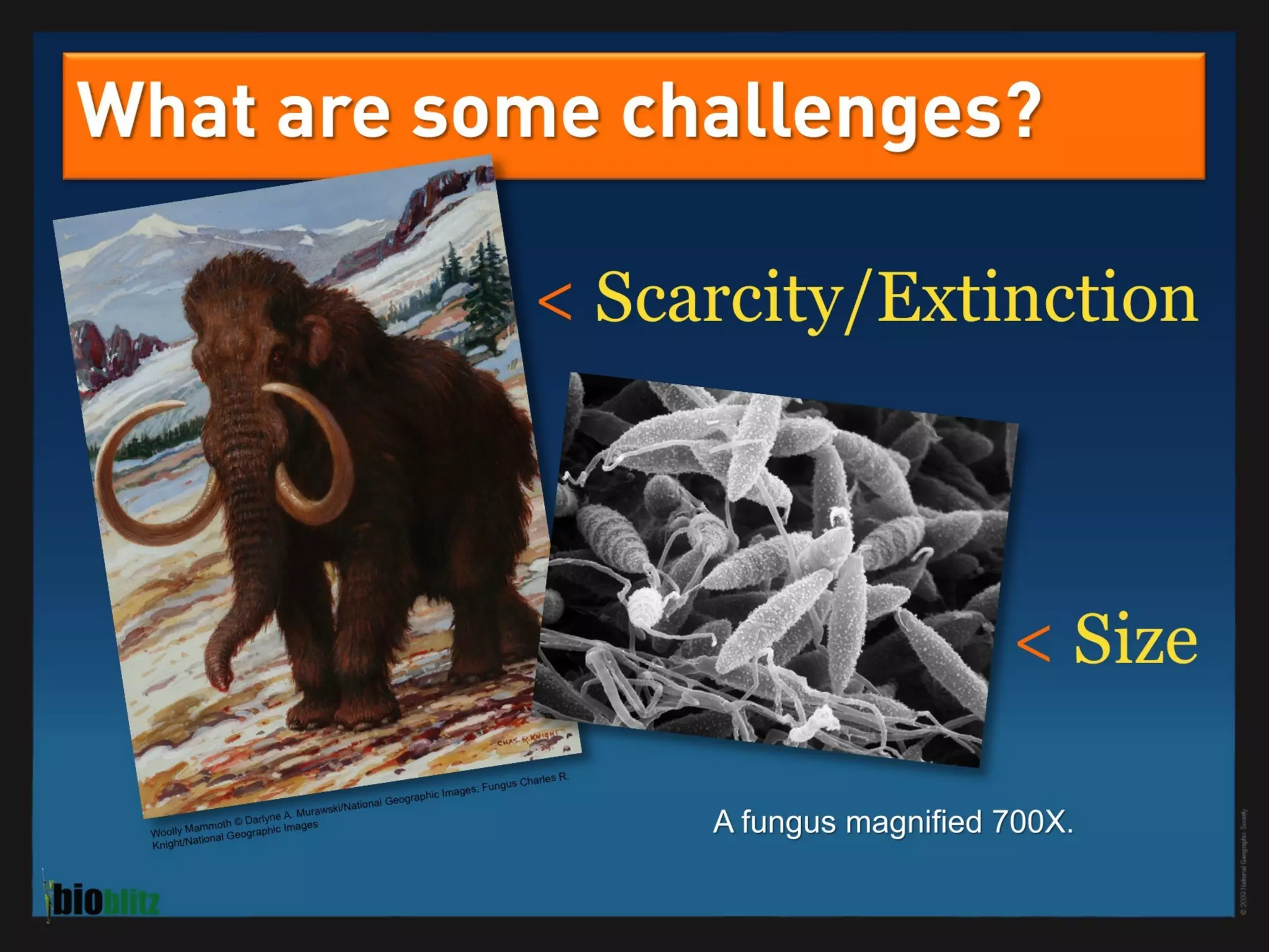 BioBlitz Educator Resource: Identifying Species