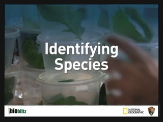 BioBlitz Educator Resource: Identifying Species