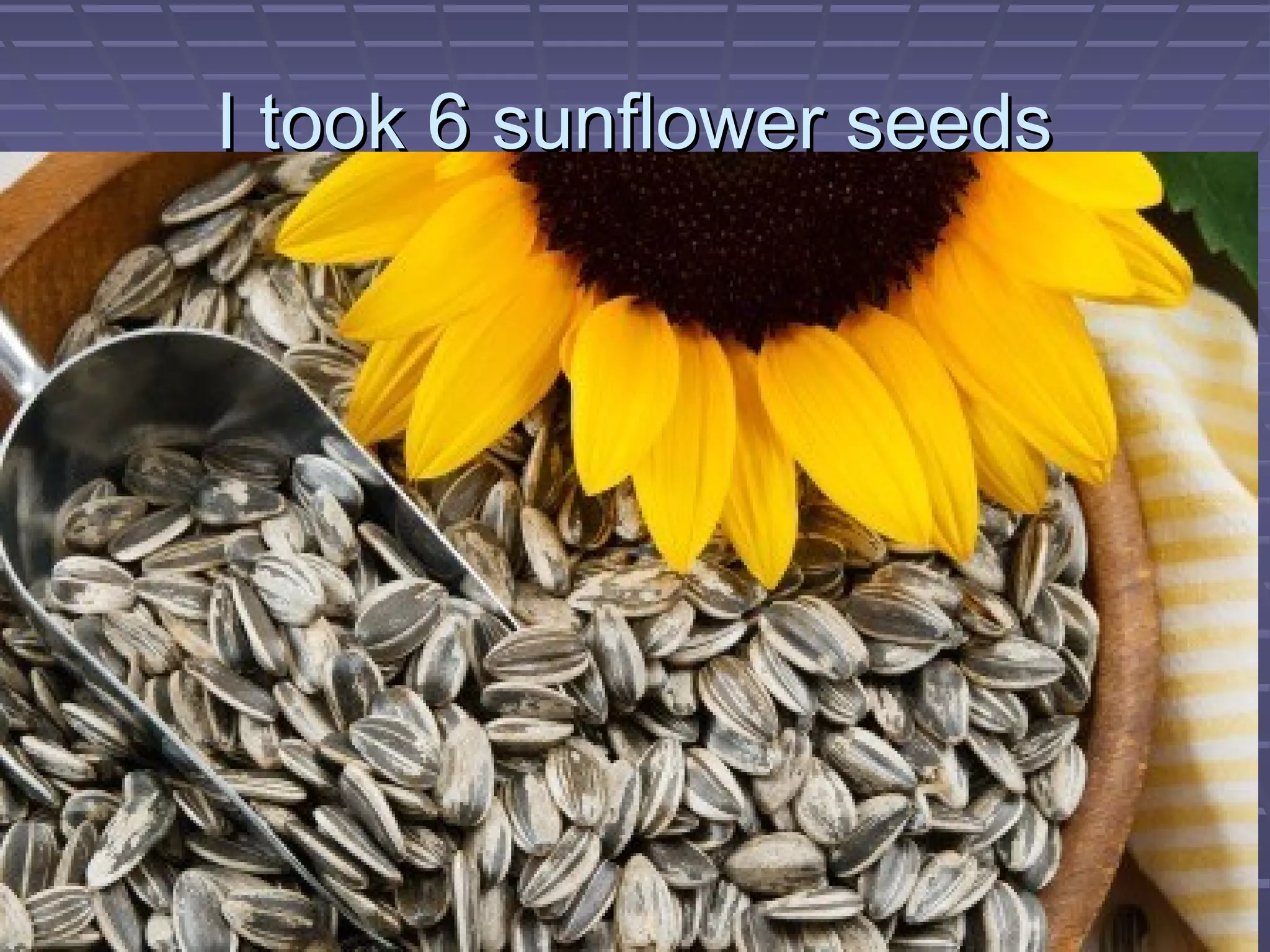 I took 6 sunflower seedsI took 6 sunflower seeds
 