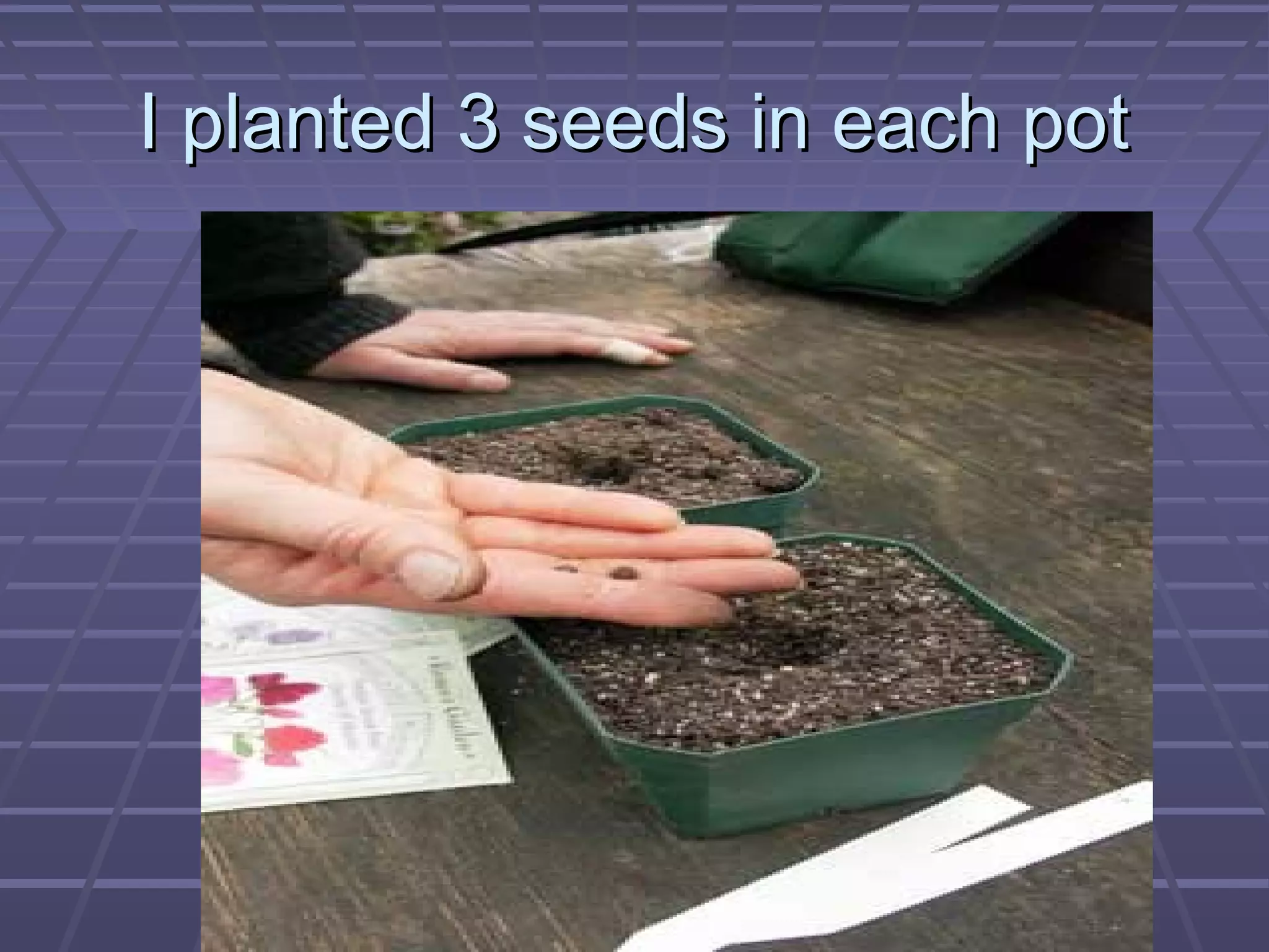 I planted 3 seeds in each potI planted 3 seeds in each pot
 