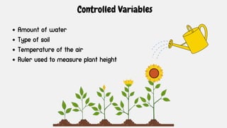 Amount of water
Type of soil
Temperature of the air
Ruler used to measure plant height
Controlled Variables
 
