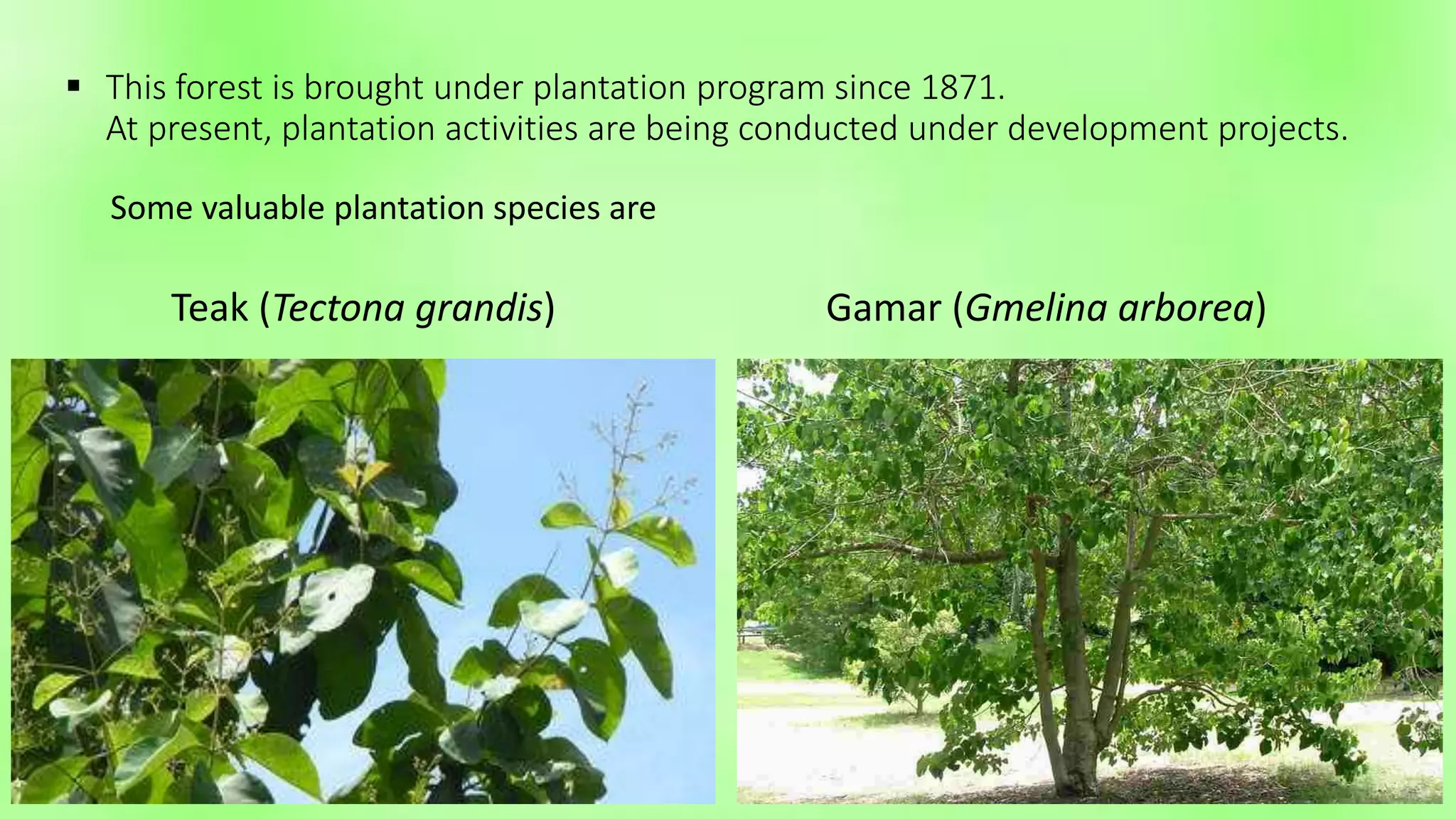 Identify the bangladeshi plants | PPTX