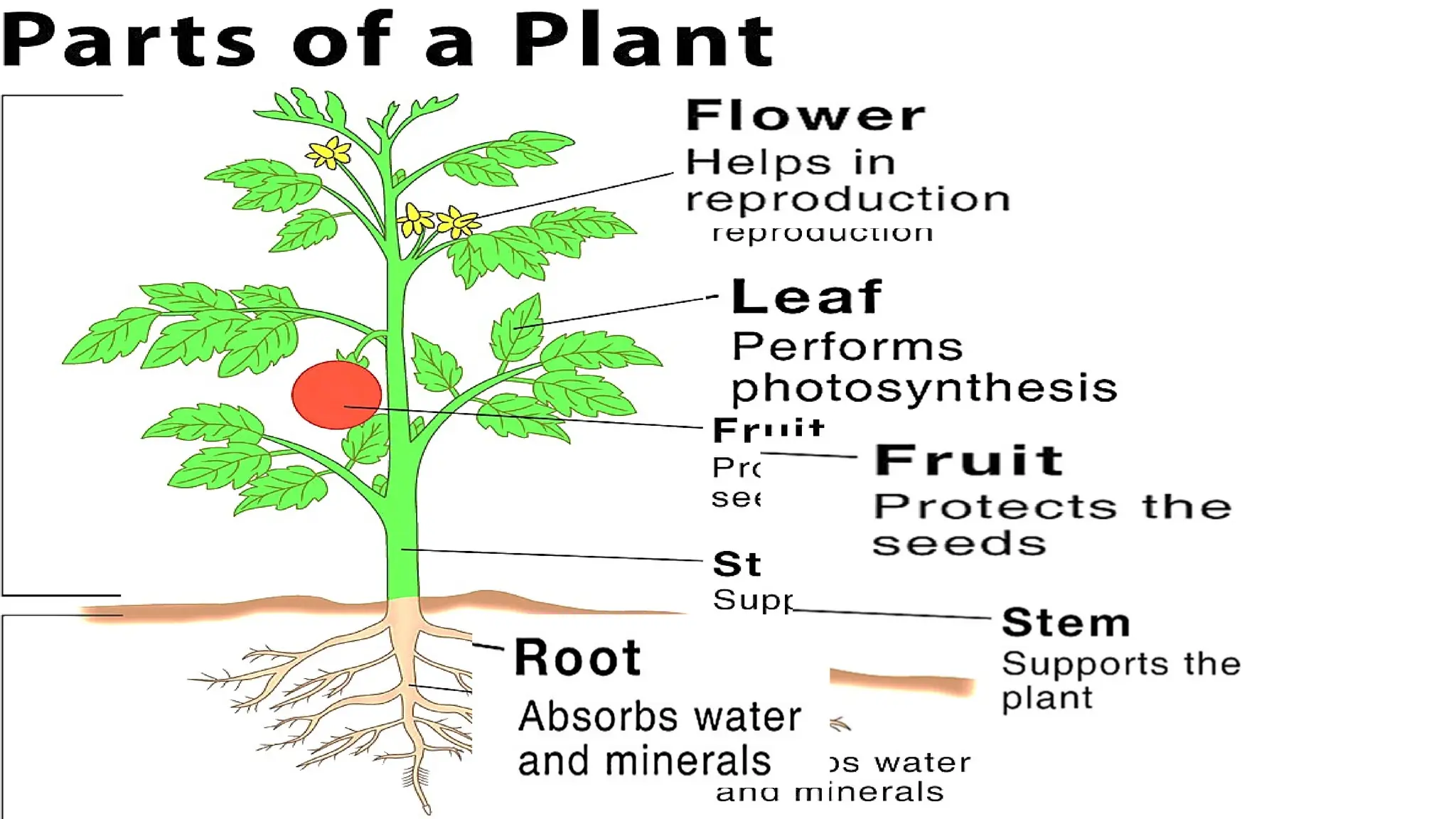 Identify the function of parts of plants.pptx