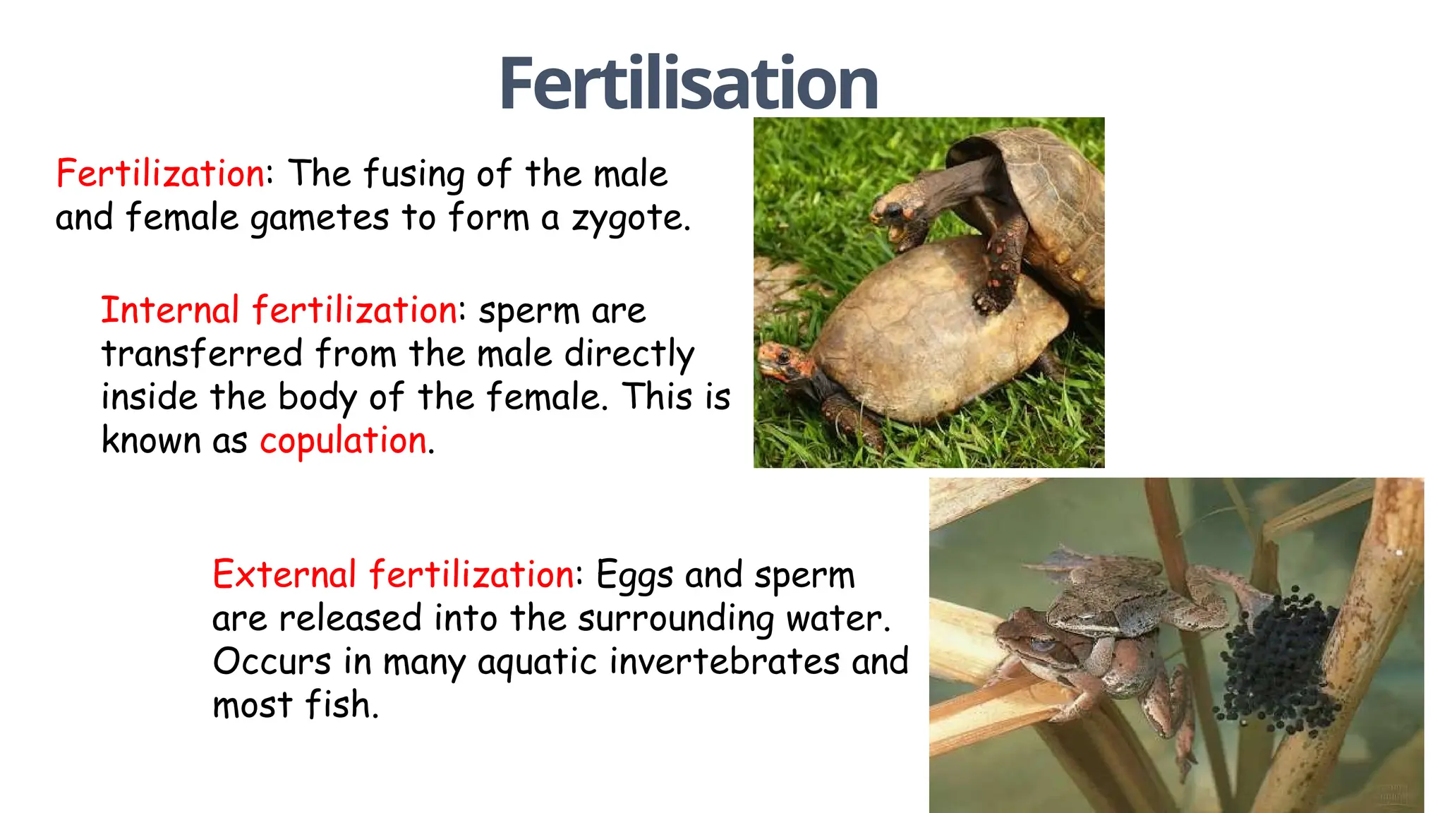 identify the type of sexual reproduction in animals PPT Free Download
