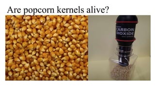 Are popcorn kernels alive?
 