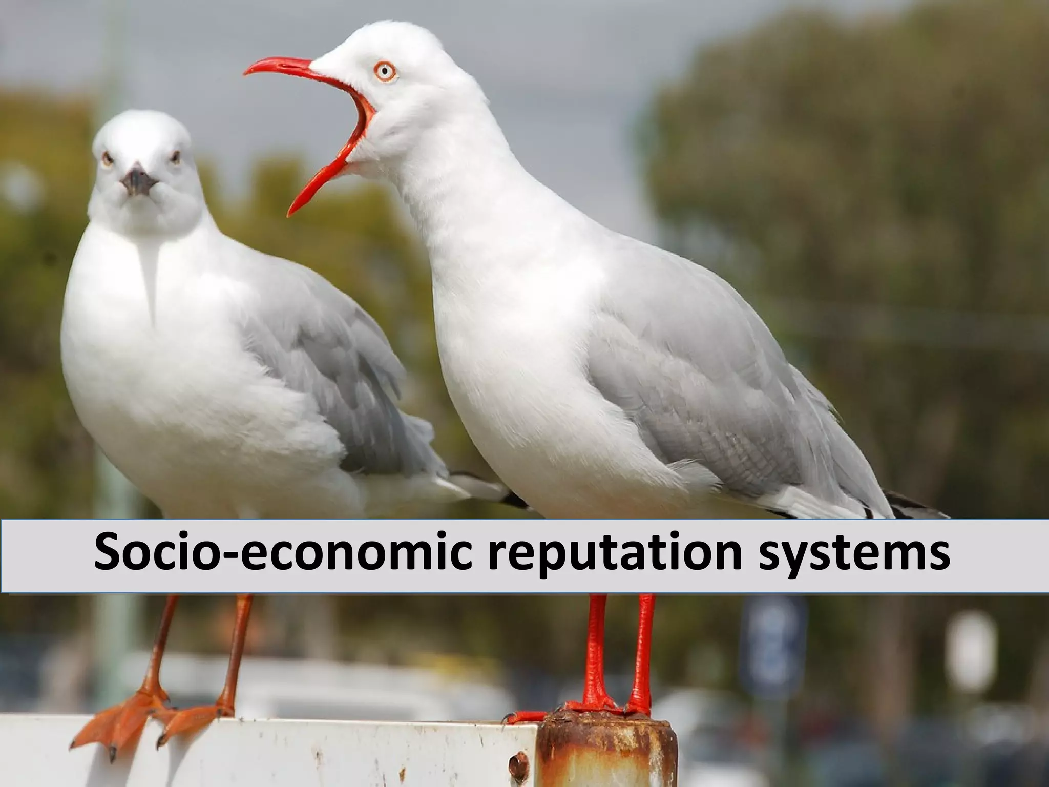 Socio-economic reputation systems
 