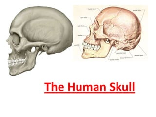 The Human Skull

 
