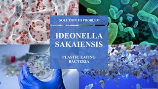 IDEONELLA
SAKAIENSIS
PLASTIC EATING
BACTERIA
SOLUTION TO PROBLEM
 