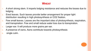WHEAT
1. A short strong stem. It imparts lodging resistance and reduces the losses due to
lodging.
2. Erect leaves. Such leaves provide better arrangement for proper light
distribution resulting in high photosynthesis or CO2 fixation.
3. Few small leaves. Leaves are the important sites of photosynthesis, respiration,
and transpiration. Few and small reduce water loss due to transpiration.
4. Larger ear. It will produce more grains per ear.
5. A presence of owns. Awns contribute towards photosynthesis
6. single culm.
 