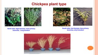 Chickpea plant type
North India: High biomass, more primary
branches, Long duration
South India: low biomass, less primary
branches, short duration
 